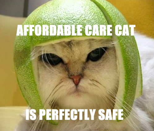 Affordable Care Cat is perfectly safe, wearing a fruit helmet.